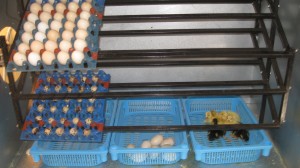 quail and chicken eggs in incubaror