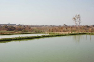 We hope to double or triple the size of thousands of fish in each of these ponds. 