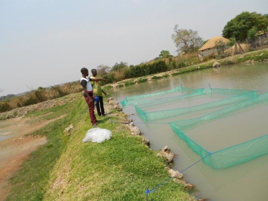 happas-for-the-newly-hatched-fish