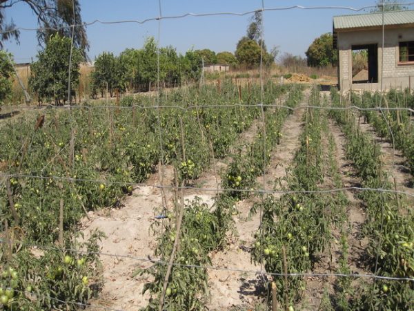 tomatoes in garden by skills training center – 2