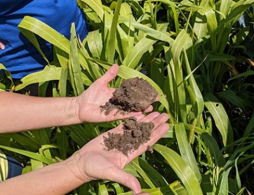 Regenerative agriculture can help bring soil back to life