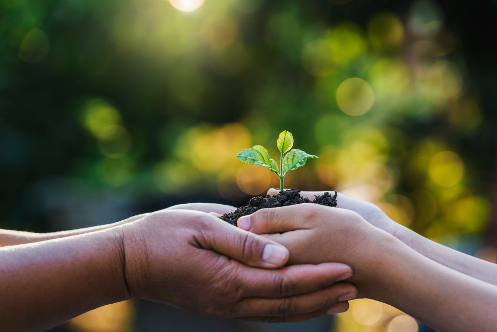 two hand holding small tree for planting. concept earth day